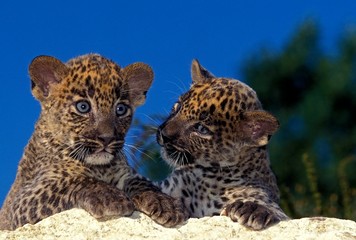 Leopard, panthera pardus, cub standing on Rock