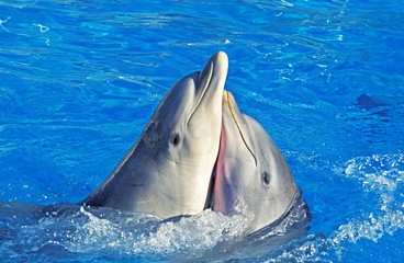 Bottlenose Dolphin, tursiops truncatus, Funny Attitude