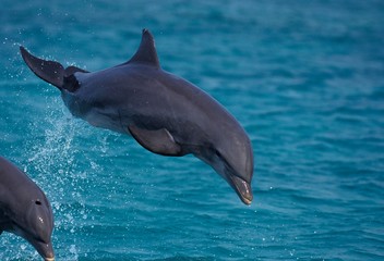 Bottlenose Dolphin, tursiops truncatus, Adult Leaping, Honduras