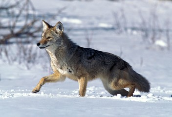 Coyote, canis latrans, Adult standing in Snow, Montana