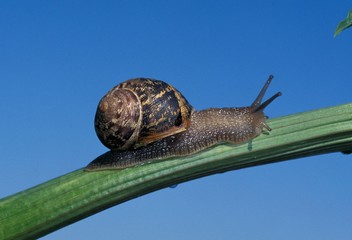 Brown Garden Snail, helix aspersa