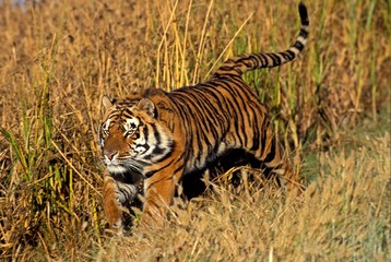 Bengal Tiger, panthera tigris tigris, Adult running
