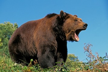 Brown Bear, ursus arctos, Adult calling