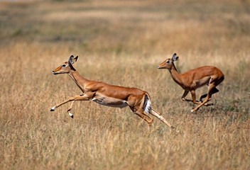 Impala, aepyceros melampus, Female running through Savannah, Masai Mara Park in Kenya