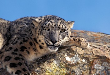 Snow Leopard or Ounce, uncia uncia, Adult laying on Rock