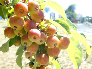 Gałązka pełna owoców małych jabłek