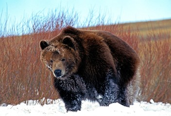 Kodiak Bear, ursus arctos middendorffi, Adult standing on Snow, Alaska
