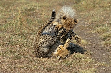 Cheetah, acinonyx jubatus, Cub playing, Masai Mara Park in Kenya