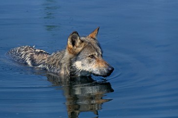European Wolf, canis lupus, Adult standing in Water
