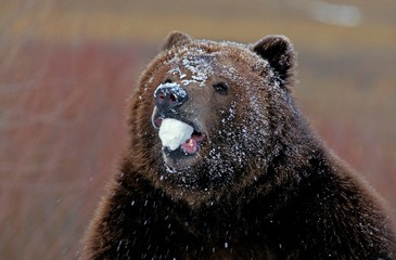 Kodiak Bear, ursus arctos middendorffi, Adult with Snow in Mouth, Alaska