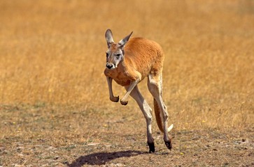 Red Kangaroo, macropus rufus, Adult running, Australia © slowmotiongli