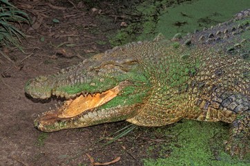 Australian Saltwater Crocodile or Estuarine Crocodile, crocodylus porosus, Adult emerging from Swamp, Australia
