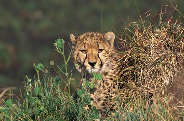 Cheetah, acinonyx jubatus, Adult camouflaged behind Long Grass, Masai Mara Park in Kenya