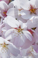 Close-up Cherry blossoms with the Blurred background