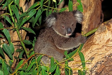 Koala, phascolarctos cinereus, Adult standing in Tree, Australia