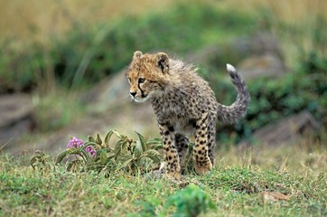 Cheetah, acinonyx jubatus, Cub, Masai Mara Park in Kenya