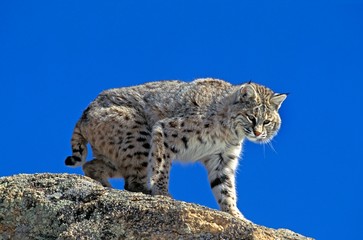 Obraz premium Bobcat, lynx rufus, Adult standing on Rocks, Canada
