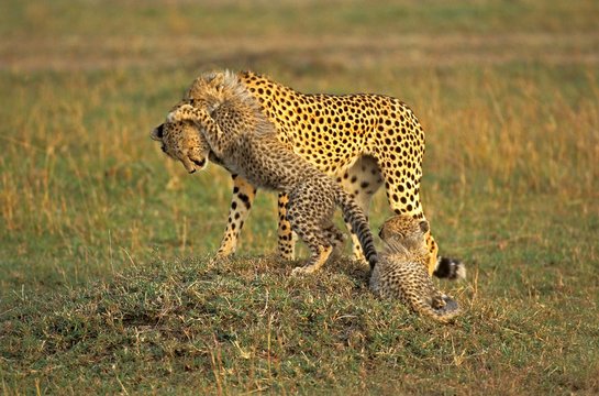 Cheetah, acinonyx jubatus, Mother playing with Cub, Masai Mara Park in Kenya