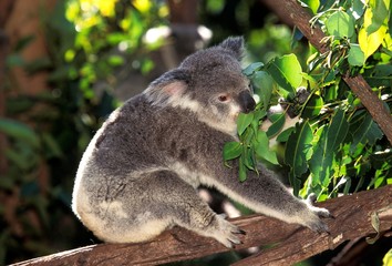Koala, phascolarctos cinereus, Adult standing in Tree, Australia