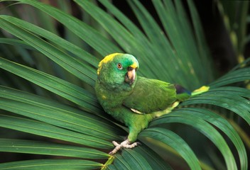 Yellow-Naped Amazon Parrot, amazona auropalliata, Adult standing on Branch