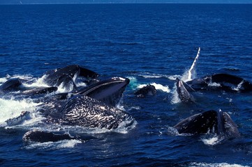 Naklejka premium Humpack Whale, megaptera novaeangliae, Group Bubble Net Feeding, Open Mouth to Catch Krill, Alaska