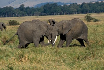 Naklejka na ściany i meble African Elephant, loxodonta africana, Masai Mara Park in Kenya