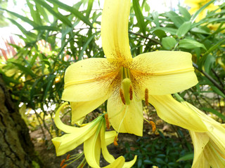 żółte rozłożyste kwitnące kwiaty lilii 