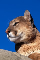 Cougar, puma concolor, Portrait of Adult, Montana