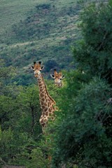 Rothschild's Giraffe, giraffa camelopardalis rothschildi, Adults emerging from Bush, Nakuru Park in Kenya