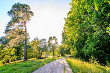 Green alley of the Park . City park. Tall green trees.