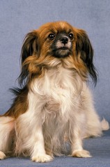 Phalene or Continental Toy Spaniel, Dog sitting against Blue Background
