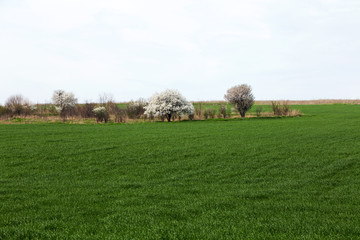 Road in spring day. Country road between green field at summer and blue clean sky. Nature conceptual image.