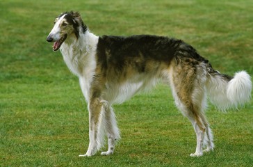 Borzoi or Russian Wolfhound standing on Lawn