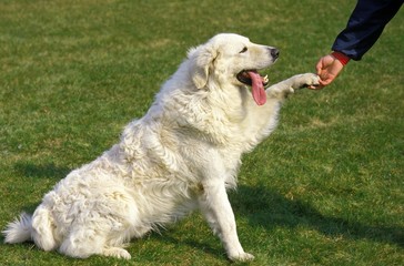 Kuvasz, Obese Dog diving Paw to Owner