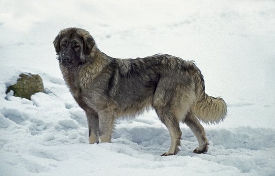 Yygoslavian Shepherd Dog or Sarplaninac, Dog standing in Snow