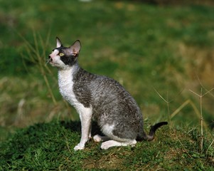 Rex Cornish Domestic Cat, Adult sitting on Grass