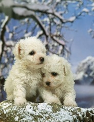 Bichon Frise Dog, Pup in Winter