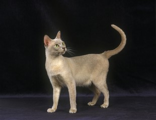 Lilac Burmese Domestic Cat, Adult standing against Black Background