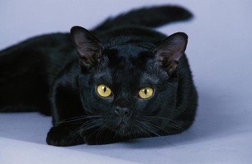 Bombay Cat laying against Blue Background