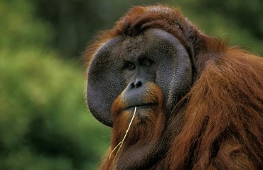 Orang Utan, pongo pygmaeus, Portrait of Male © slowmotiongli