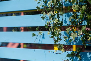 flower leaves on the background of the fence