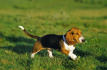 Artesian Norman Basset or Basset Artesian Normand walking on Grass