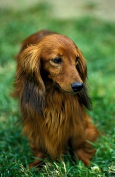 Long-Haired Dachshund, Adult standing on Grass
