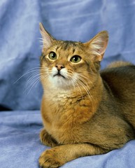 Blue Somali Domestic Cat laying against Blue background