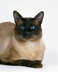 Balinese Domestic Cat laying against White Background