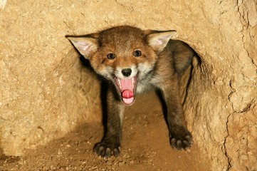 Red Fox, vulpes vulpes, Cub Yawning at Den Entrance, Normandy