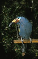 Plated-Billed Mountain Toucan, andigena laminirostris, Adult standing on Branch