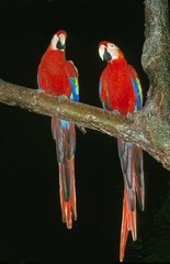 Scarlet Macaw, ara macao, Adult against Black Background © slowmotiongli
