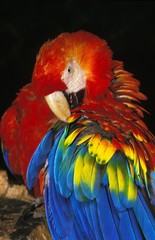 Scarlet Macaw, ara macao, Adult Preening against Black Background