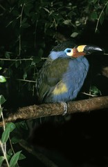 Plated-Billed Mountain Toucan, andigena laminirostris, Adult standing on Branch